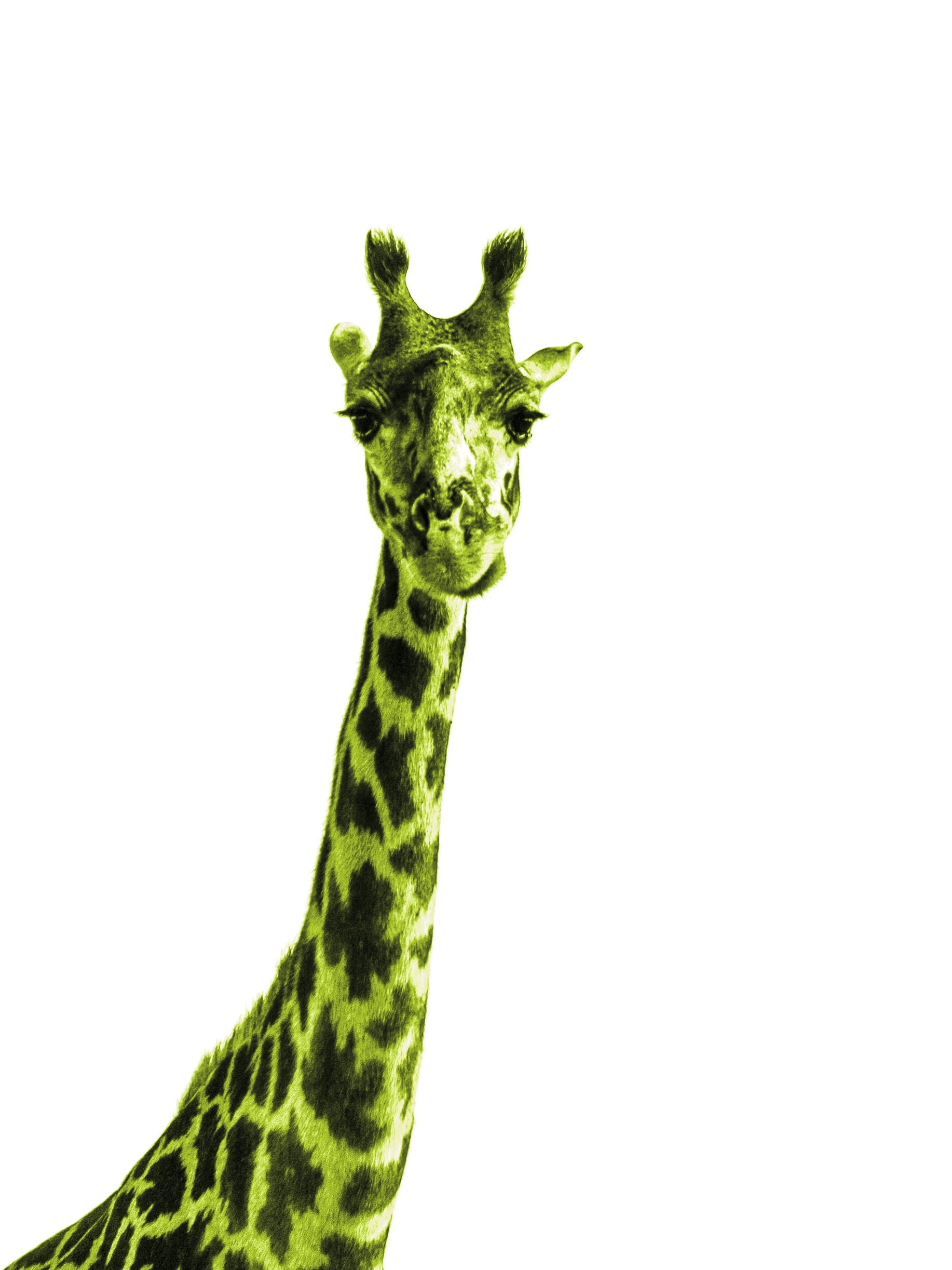 TheCuriousGiraffe